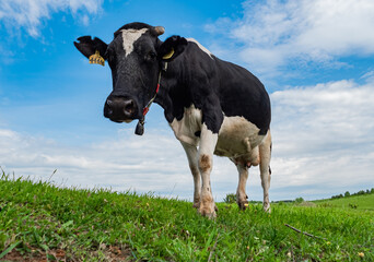 A cow grazes in a green meadow. Rural composition. Black and white Holstein cow