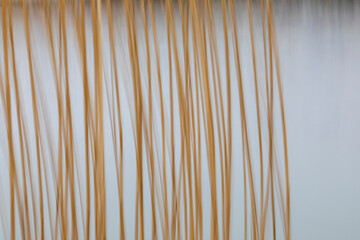 Abstract Yellow  reed beds background