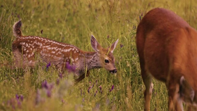 White-tailed Deer Fawn Cute Baby Animal