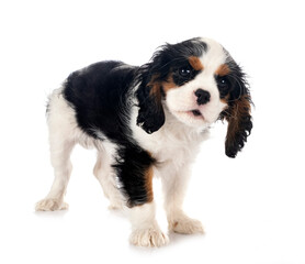 cavalier king charles