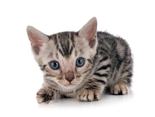 bengal kitten in studio