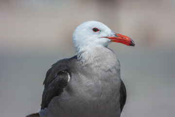 close up of a seagull