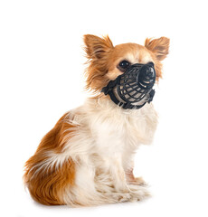 chihuahua and muzzle  in studio