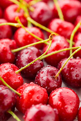 Red cherry close-up. Fresh cherries in water drops. Red berries for diet food