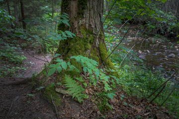 Fototapeta premium Au Train Falls Area in Michigan's Upper Peninsula Tree Stump