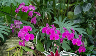 Several inflorescences of Moth orchid, phalaenopsis hybrid in bright magenta pink in full bloom