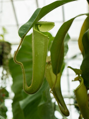 Green aerial jug of a pitcher plant, a carnivorous member of the genus Nepenthes