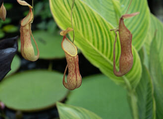 Green and red speckled aerial jugs of a pitcher plant, a carnivorous member of the genus Nepenthes