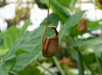 Fanged pitcher plant, Nepenthes bicalcarata