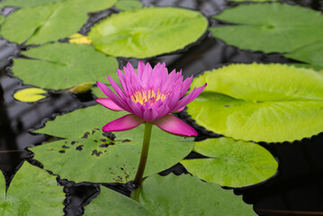 A fuchsia pink water lily blossom rising out of the water surrounded by many floating lily pads