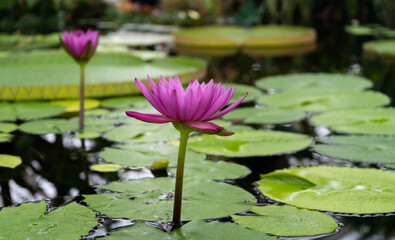 Fuchsia pink water lily blossoms rising out of the water surrounded by many floating lily pads