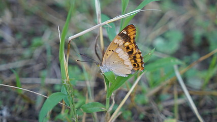 butterfly on the grass