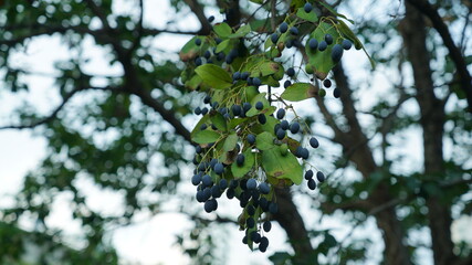 small blue fruit on the tree in spring