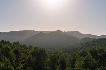 Mediterranean forest landscape, with frontal sunlight.