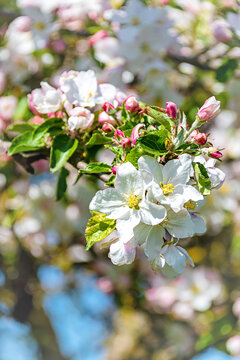 Baumblüte beim Apfelbaum