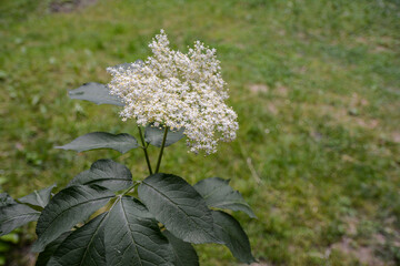 Blooming elderflower in garden .