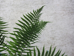 fern plant scient. class. Leptosporangiate