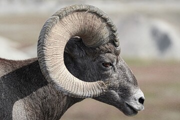 Bighorn Sheep