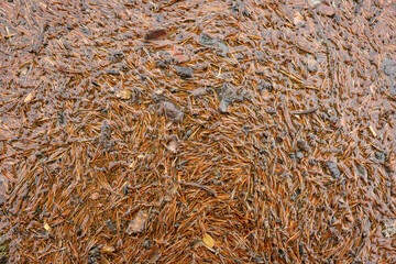 background of wet pine needles on the ground in Autumn