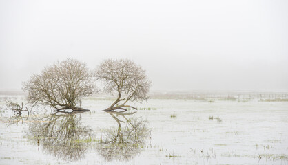 Brouillard sur les étangs de la Brière à Saint-Joachim, Loire-Atlantique, France