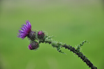 Purple thistle flower on green background