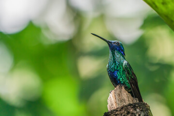 Sparkling violetear (hummingbird) on a branch