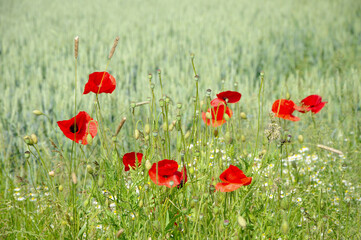 Close-Up of poppies on meadow against sunlight