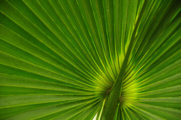 Close up of palm leaf