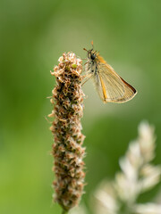 Small skipper Thymelicus sylvestris resting on grass in summertime.