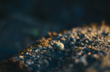 Caracol registrado em 3.5.