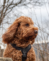 Fototapeta premium Cockapoo on a sitting wall