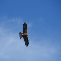 Adler