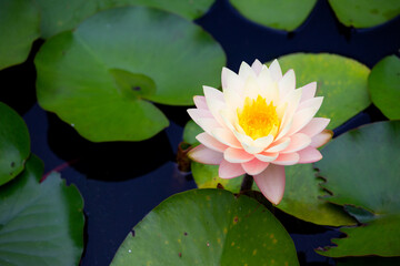 スイレン-20220617