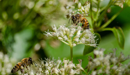 bee on a flower