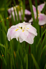 ショウブ-20220623