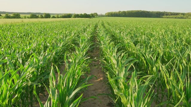 Corn field, agricultural landscape video 4k