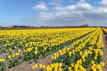 View over the beautiful tulip fields on the island of Texel, Netherlands