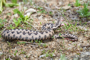 Nose-Horned Viper male with open mouth preparing to strike (Vipera ammodytes)