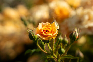 Small yellow and orange roses in a rose garden on a yellow garden background