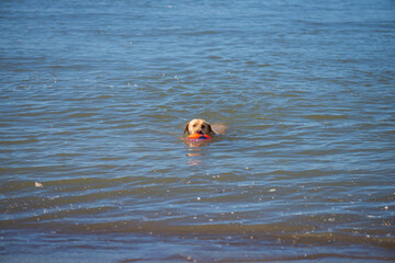 Golden retriever dog swimming in river water with ball in mouth on summer day