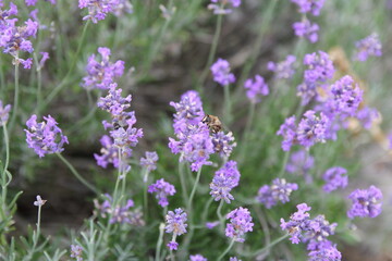 a bee sits at a purple lavender flower closeup in the garden in springtime