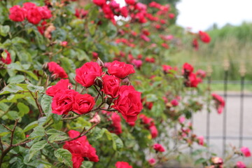Fototapeta na wymiar a shrub with beautiful red peony rose flowers in the garden closeup