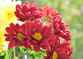 Chrysanthemum - Chrysanthemen 
blühen rot und gelb
