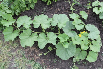 top view at a pumpkin plant with an offshoot in the vegetable garden in springtime