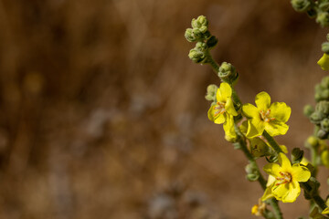 Detail of yellow verbascum flowers with orange stamens on brown background