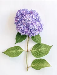 Fotobehang Purple hydrangea  blossom on white background, illustrative © Dianna