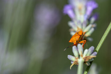 Orange bug in a lavender field