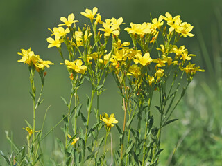 The golden or yellow flax flowers on a meadow, Linum flavum