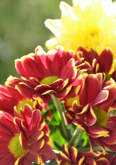 Obraz premium Chrysanthemum - Chrysanthemen blühen rot und gelb