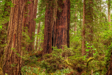 Giant redwoods in Northern California